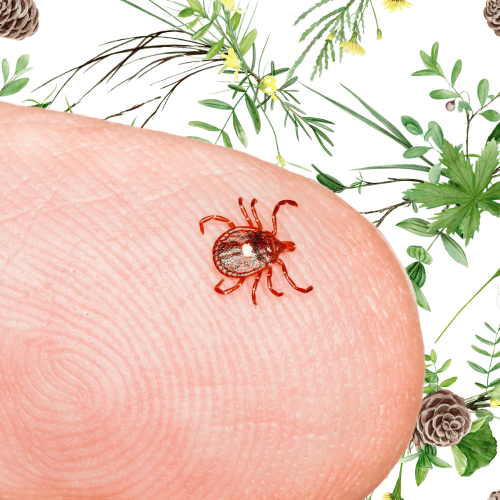 Can Ticks Make You Allergic to Beef?